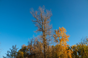 Fototapeta na wymiar Birch tree covered with yellow foliage against the blue sky on a sunny day.