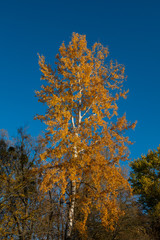 Birch tree covered with yellow foliage against the blue sky on a sunny day.