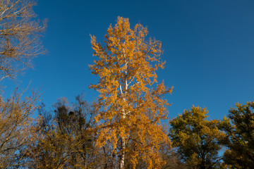 Fototapeta na wymiar Birch tree covered with yellow foliage against the blue sky on a sunny day.