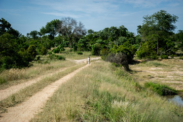 Fototapeta na wymiar Jeep Track Path At A Game Reserve