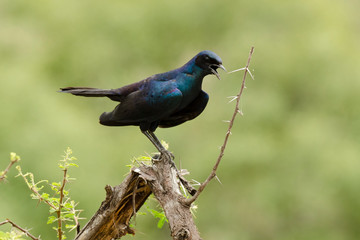 Choucador de Burchell,.Lamprotornis australis, Burchell's Starling