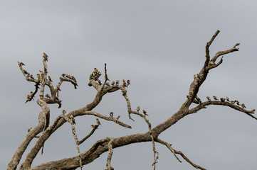 Etourneau caronculé,.Creatophora cinerea, Wattled Starling