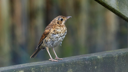Song Thrush Turdus philomelos