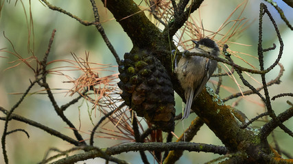 Coal Tit Periparus ater