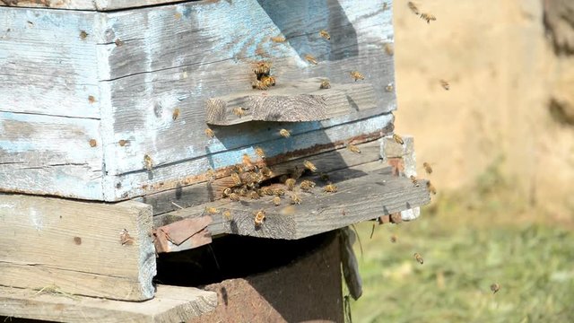 Old bee uli on the farm