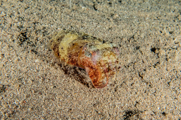squid in the Red Sea Colorful and beautiful, Eilat Israel
