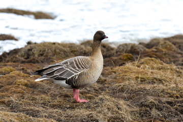 Oie à bec court, .Anser brachyrhynchus, Pink footed Goose, Spitzberg, Svalbard, Norvège