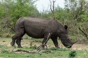 Fototapeta premium Rhinocéros blanc, white rhino, Ceratotherium simum, Parc national Kruger, Afrique du Sud