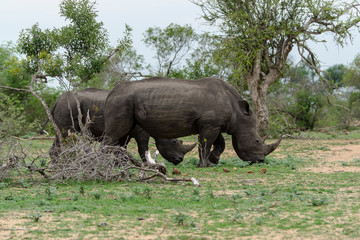 Fototapeta premium Rhinocéros blanc, white rhino, Ceratotherium simum, Parc national Kruger, Afrique du Sud