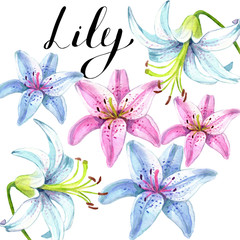 Fototapeta na wymiar Elegant lilies, a set of red and pink flowers on an isolated white background
