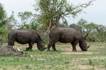 Fototapeta premium Rhinocéros blanc, white rhino, Ceratotherium simum, Parc national Kruger, Afrique du Sud