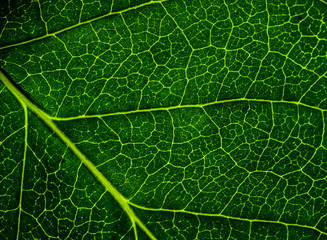 Background image of a leaf of a tree close up. A green leaf of a tree is a big magnification. Macro shooting.