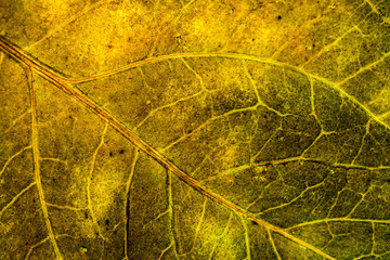 Background image of a leaf of a tree close up. A green leaf of a tree is a big magnification. Macro shooting.