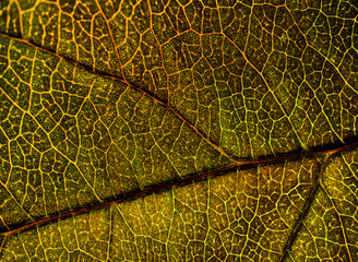 Obraz premium Background image of a leaf of a tree close up. A green leaf of a tree is a big magnification. Macro shooting.