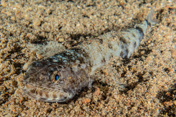 squid in the Red Sea Colorful and beautiful, Eilat Israel