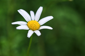 Obraz premium marguerite