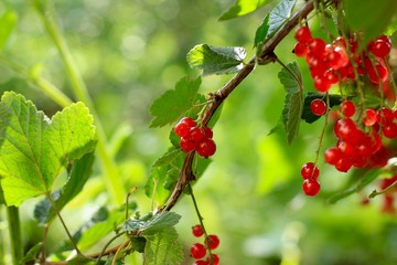 Red currant with leaves, ripe berries. Red currant bush in the garden. Selective focus on berries. Summer, harvest, crop concept.
