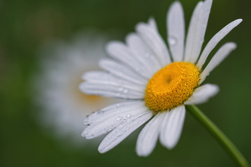 Fototapeta premium marguerite et rosée