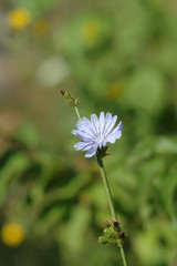 Blue flower among green vegetation. Shallow depth of field