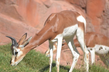 impala eating grass
