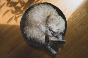 Sleeping Siberian Neva Masquerade cat