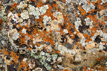 The texture of the stone overgrown with moss. Background image of a boulder
