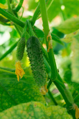 Cucumber flower. Cucumbers grow in the garden. Vegetable harvest