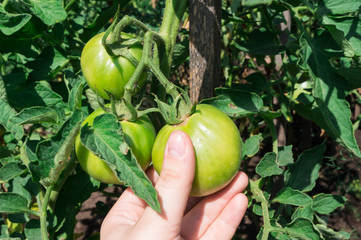 Green unripe tomatoes on a Bush. Vegetable harvest.