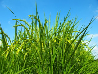 夏の田圃と青空風景