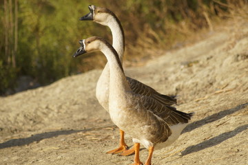 Anser cygnoides ánsar cisnal  ganso cisne 