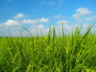 Fototapeta premium 夏の田圃と青空風景