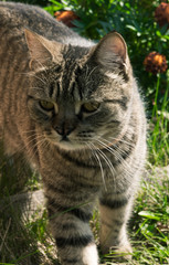 Gray striped cat with a forked nose. Cat walks in nature