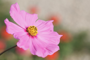 Fototapeta premium fleur