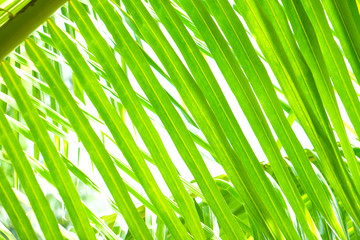 Green leaf coconut palm tropical rainforest tree