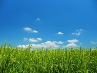 夏の田圃と青空風景