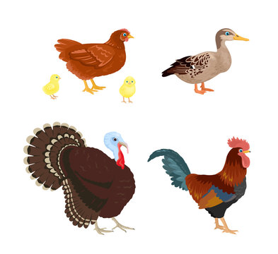 Poultry set. Farm birds isolated on white background. Vector illustration of chicken, rooster, yellow chicks, turkey and duck in cartoon flat simple style.