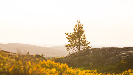Fototapeta premium Sunset on the northern parts of Finland