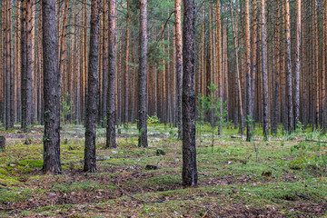 Coniferous forest with smooth parallel trunks of pine trees and soft green moss on a summer day