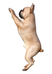 Obraz premium 3D Rendering French Bulldog on White