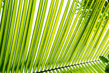 Green leaf coconut palm tropical rainforest tree