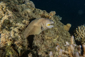 Moray eel Mooray lycodontis undulatus in the Red Sea, eilat israel
