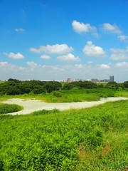 真夏の江戸川河川敷風景