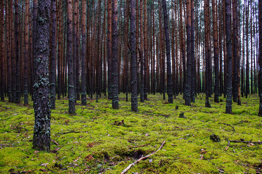 Coniferous forest with smooth parallel trunks of pine trees and soft green moss on a summer day