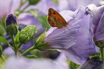 papillon sur fleur