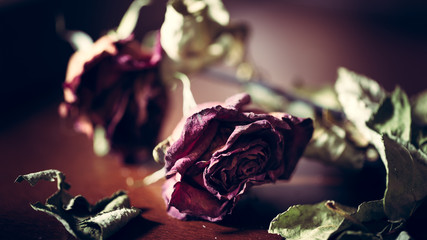 Dead Rose on Table