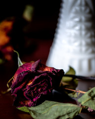red rose on black background