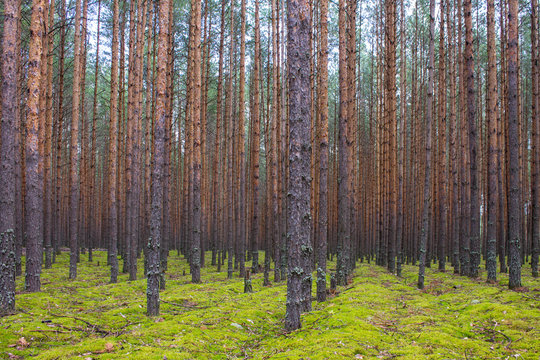 Coniferous forest with smooth parallel trunks of pine trees and soft green moss on a summer day