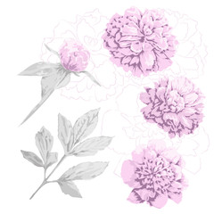 Set of pink peony flowers, bud and gray leaf. Three kinds of head piony flowers and contours of it, one bud with leaves and stem and one big leaf. Floral set for design.