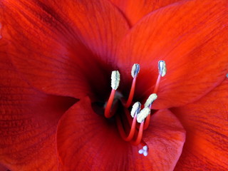 The midst of the scarlet flower