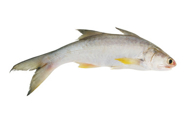 Fourfinger threadfin fish isolated on white background, Eleutheronnema teradactylus